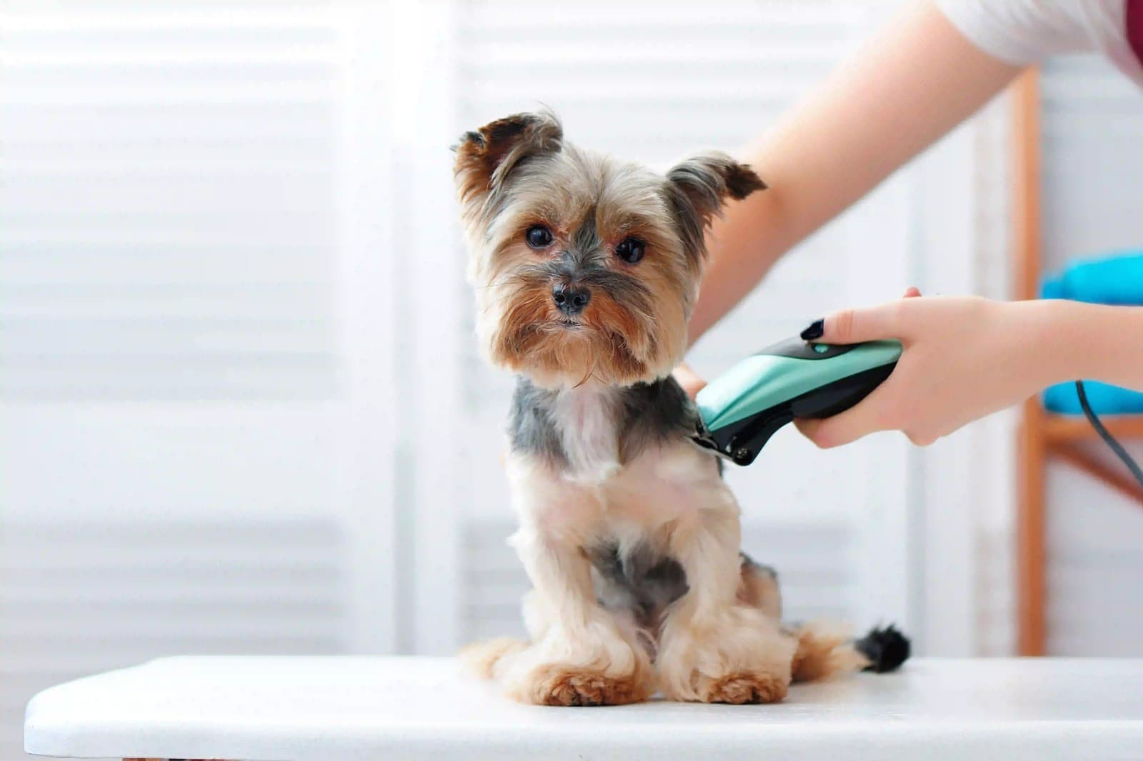 Easy Pet Health Certificates in the UK via Vet Home Certs