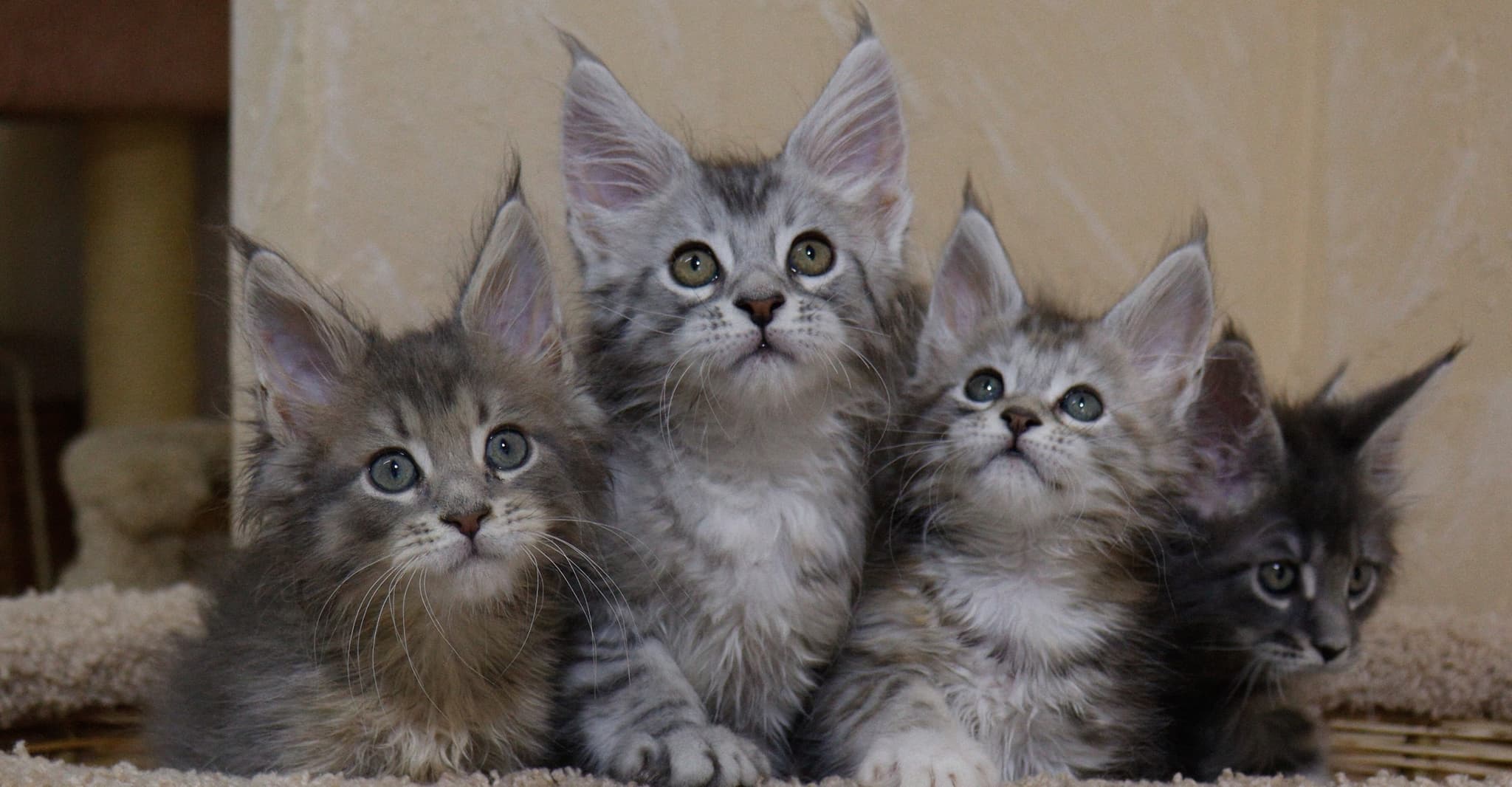 Adopt a Maine Coon Kitten in San Francisco – Visit Amore Cattery
