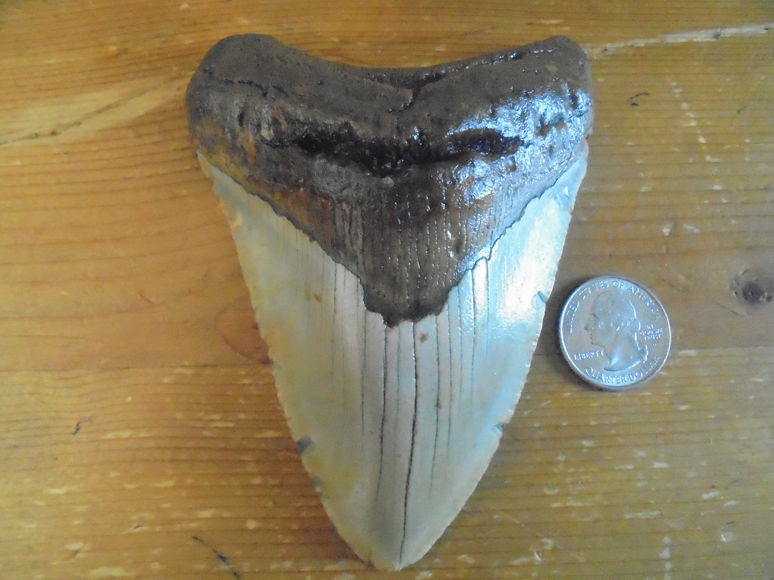 Tips for Starting Your Collection with Fossil Driven Fossil Shark Teeth