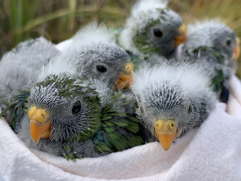 Parrot Breeder – Certified &amp; Licensed Amazing Birds Farm