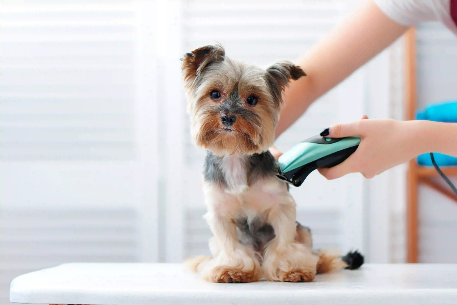 Easy Pet Health Certificates in the UK via Vet Home Certs
