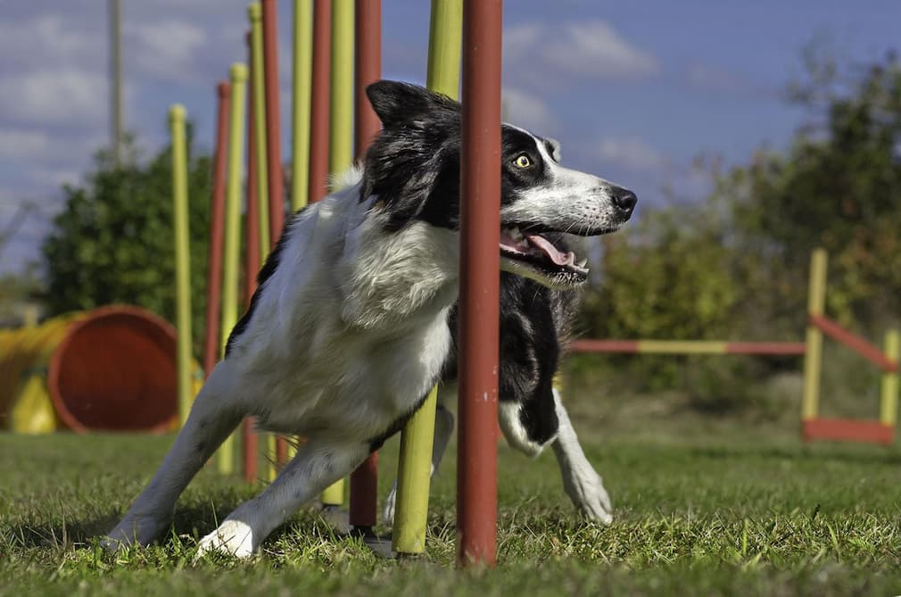 Emergency Recall Dog Training Phoenix Guide