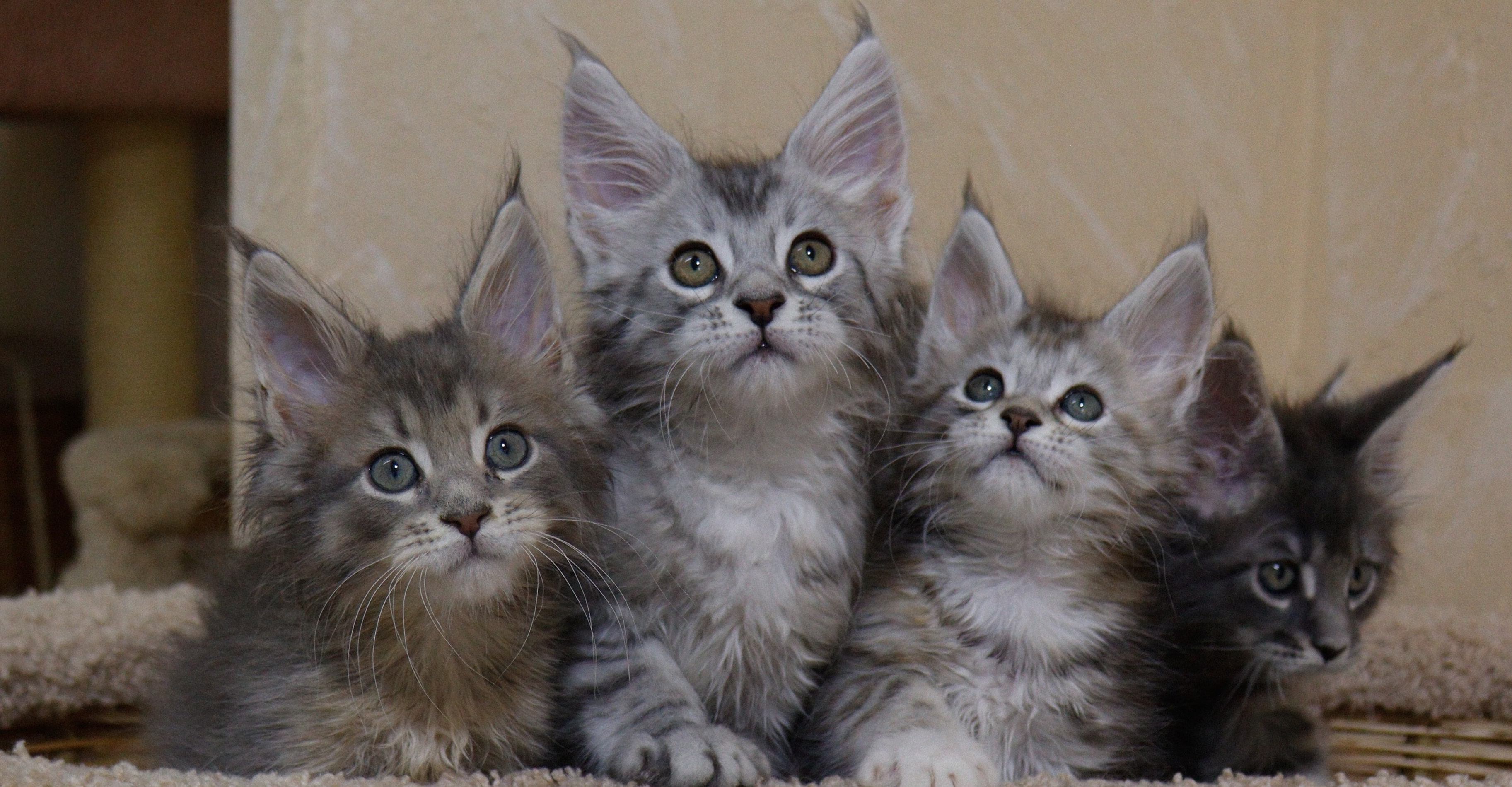 Adopt a Maine Coon Kitten in San Francisco – Visit Amore Cattery