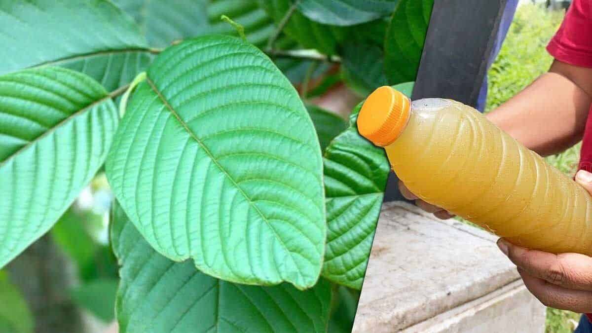 Discover the Unique Strains of Kratom Chiang Mai