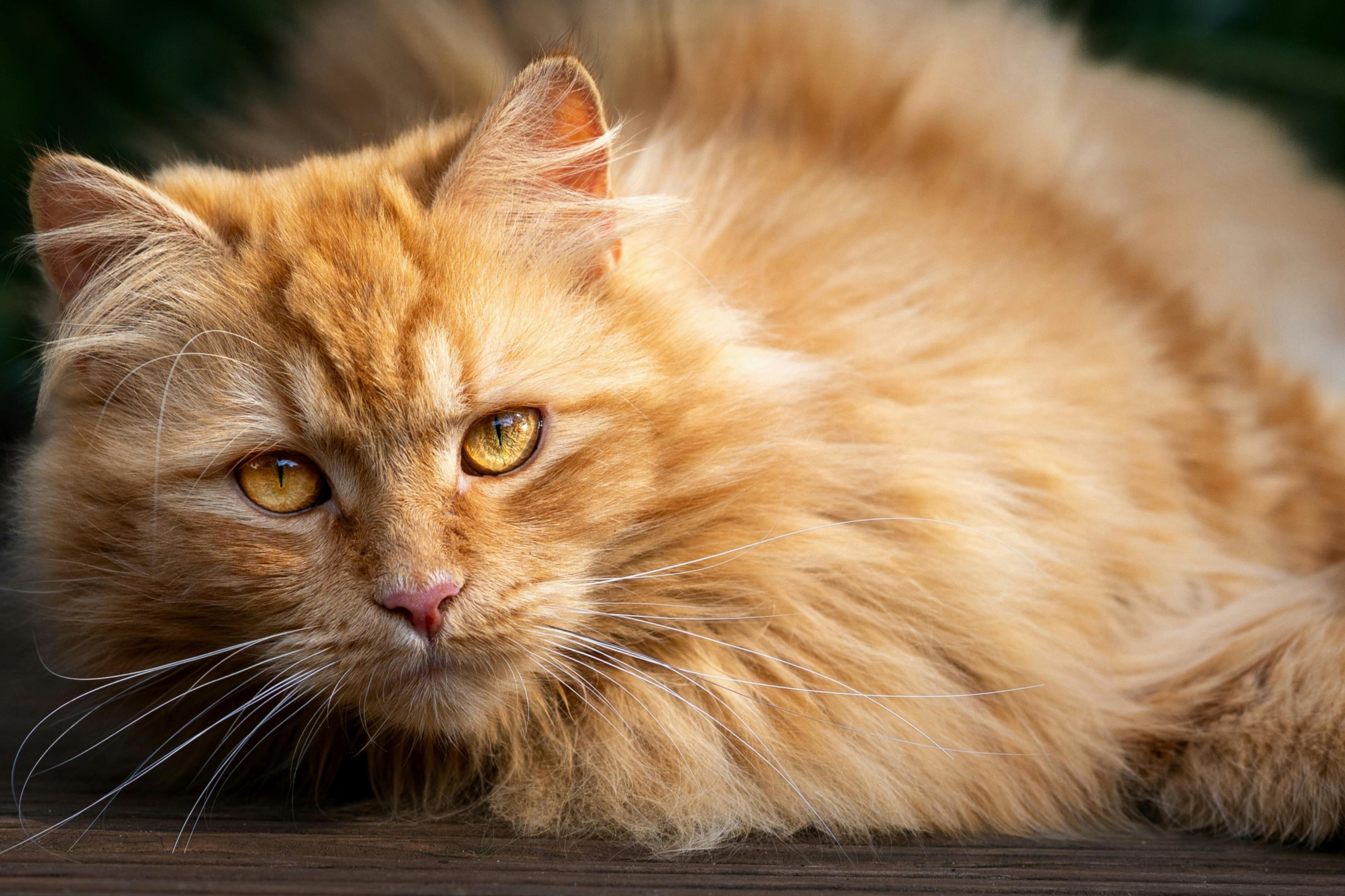 Maine Coon Kittens for Sale California – Stunning Coats &amp; Big Size