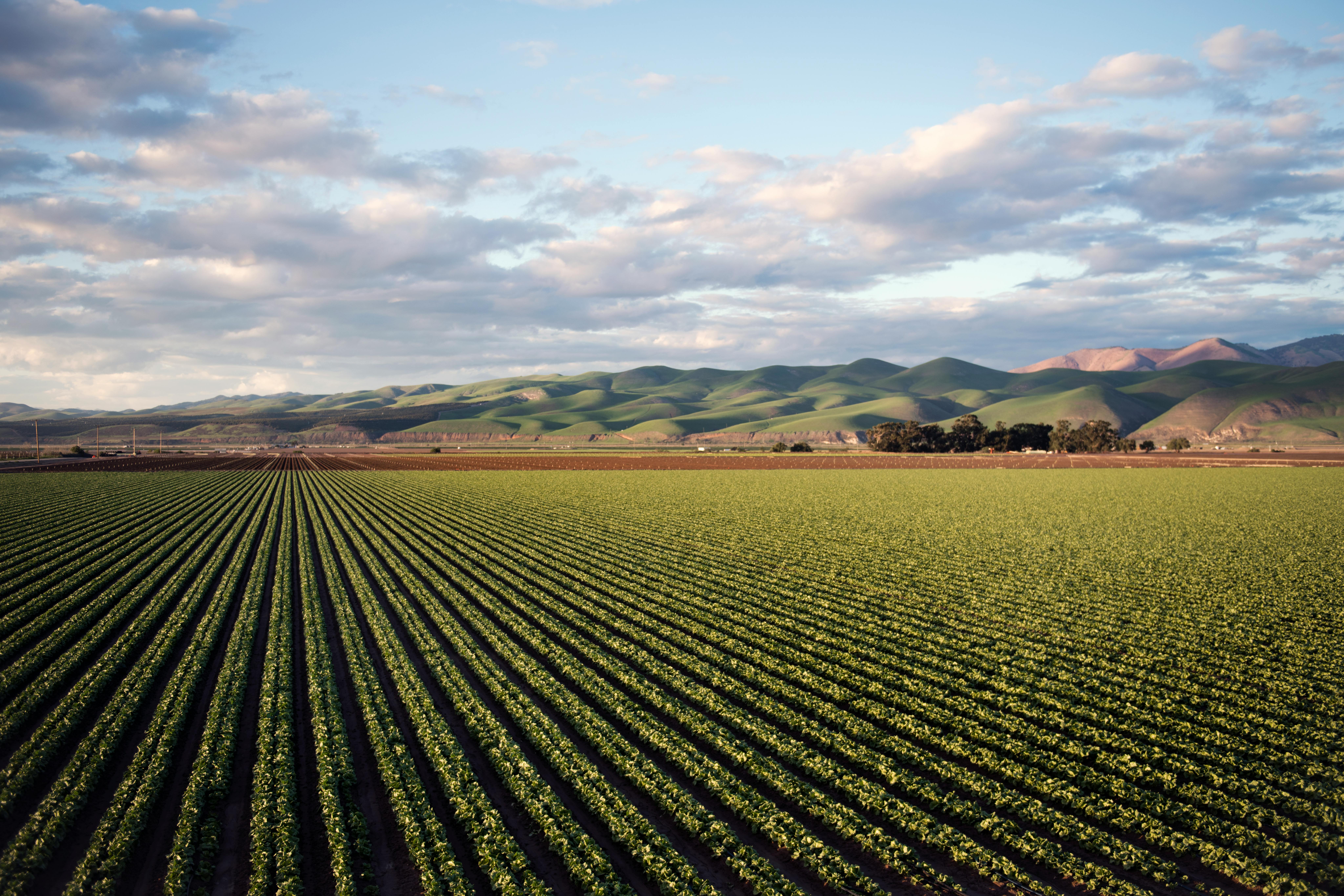Why Locals Choose Silt Wine Company as Their Go-To Winery Sacramento