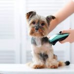 Easy Pet Health Certificates in the UK via Vet Home Certs