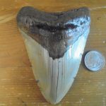 Tips for Starting Your Collection with Fossil Driven Fossil Shark Teeth