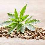 Black Truffle Strain – Premium BC Cannabis from Bud Cargo