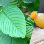 Discover the Unique Strains of Kratom Chiang Mai